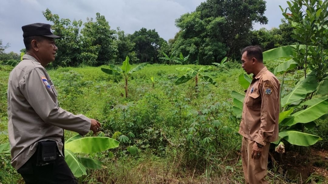Polsek Bungah Cek Tanaman Pisang dan Singkong, Dukung Ketahanan Pangan Masyarakat