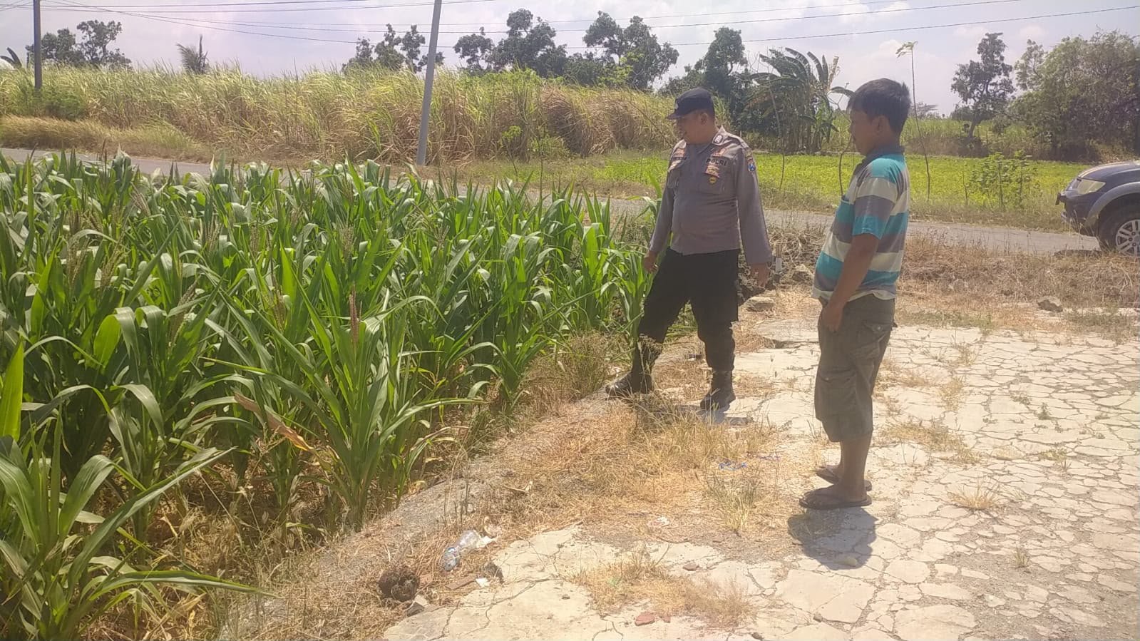 Polisi Hadir di Tengah Petani, Polsek Balongpanggang Pantau Tanaman Jagung