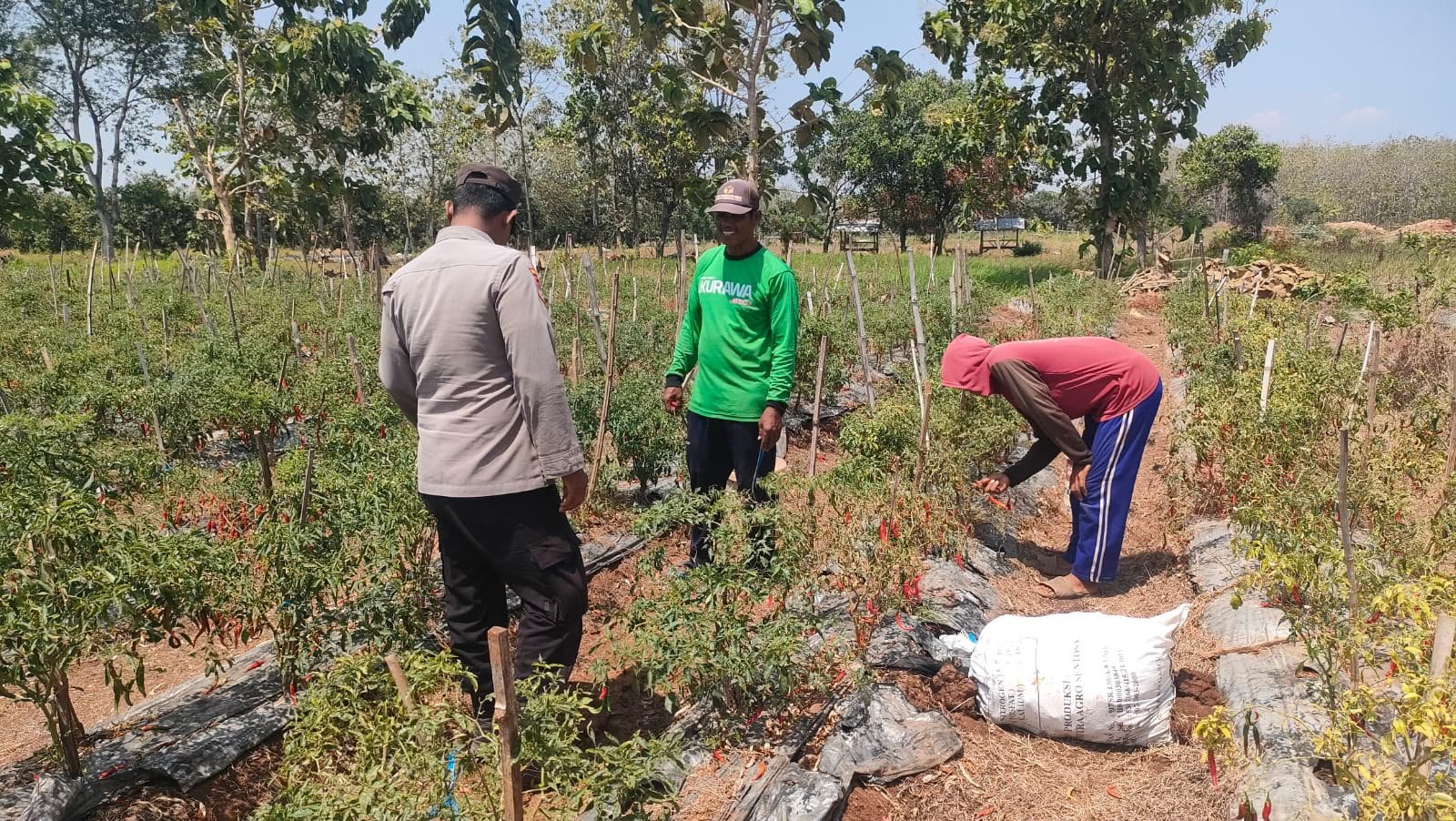 Polsek Sidayu Cek Tanaman Cabai di Desa Lasem, Dukung Ketahanan Pangan Nasional