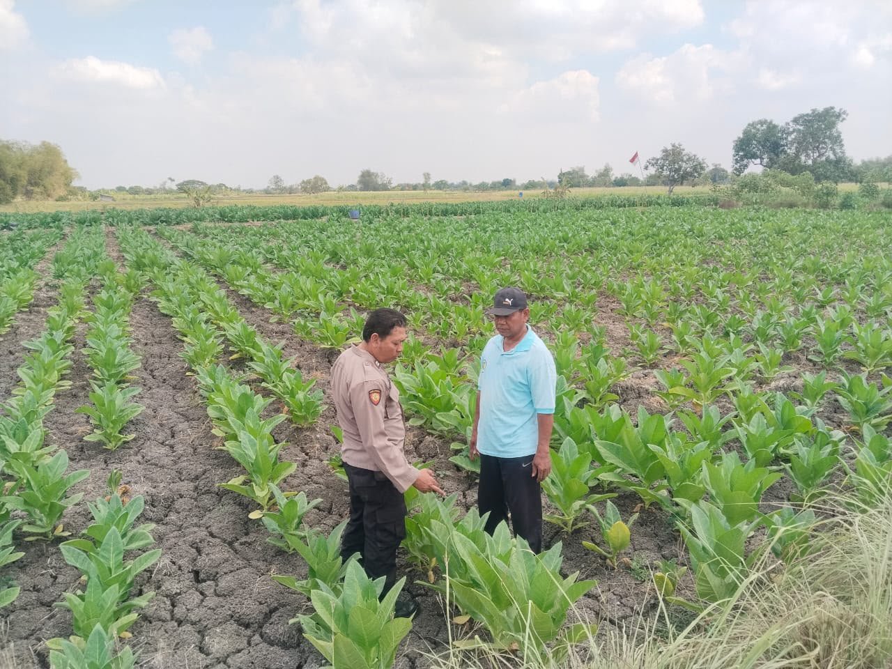 Polsek Benjeng Pantau Tanaman Tembakau, Dukung Ketahanan Pangan di Gresik