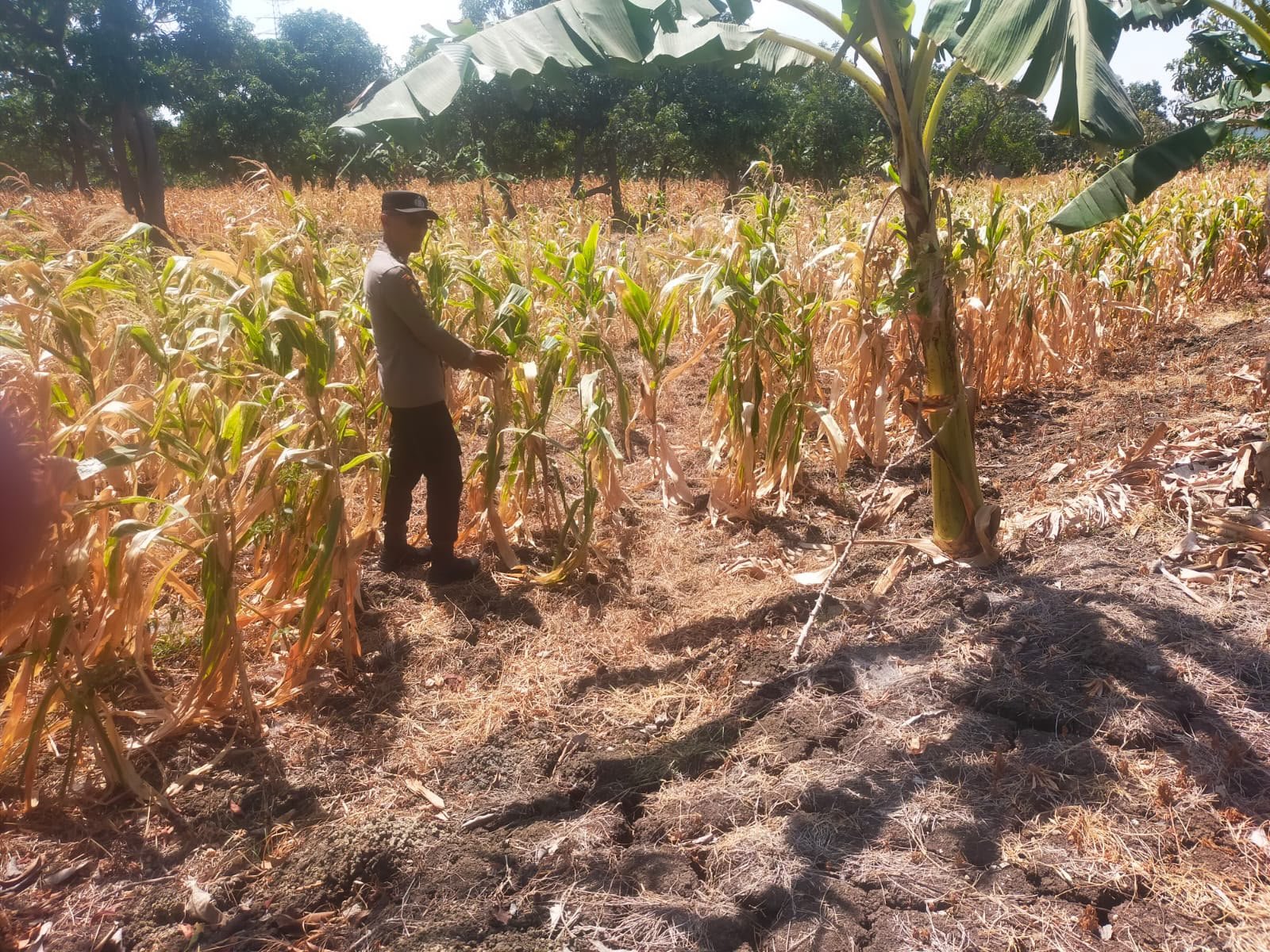 Polsek Manyar Cek Tanaman Jagung di Desa Pongangan, Dukung Ketahanan Pangan Nasional