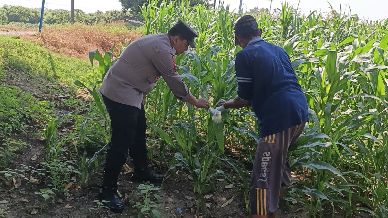 Polsek Wringinanom Cek Tanaman Jagung di Desa Sumengko, Dukung Ketahanan Pangan Nasional
