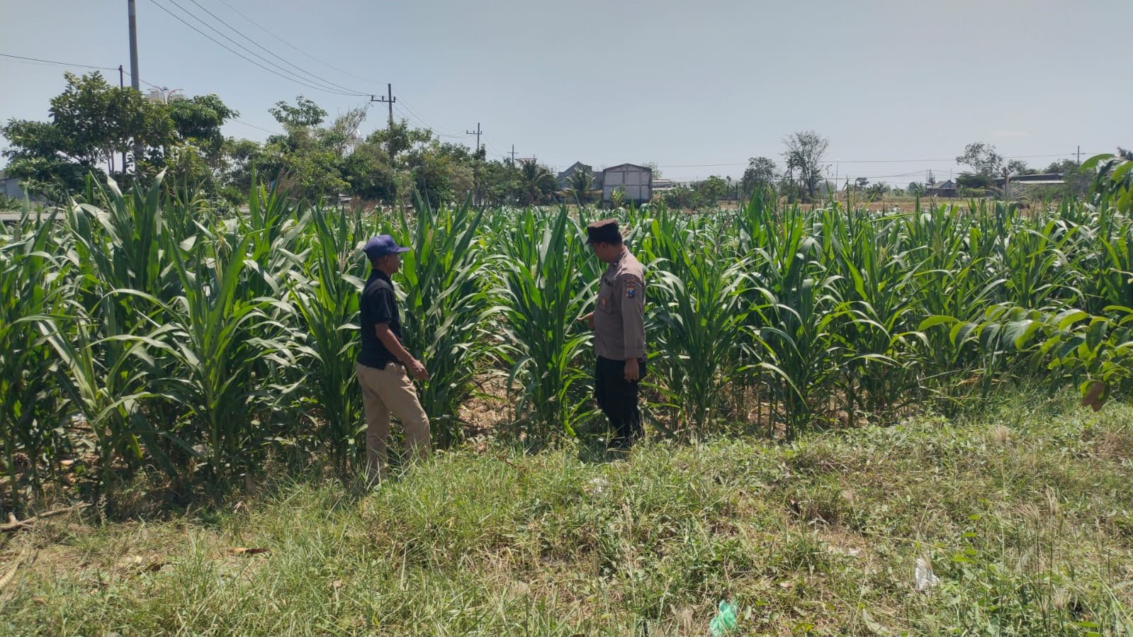 Dukung Program Pemerintah, Polsek Balongpanggang Cek Tanaman Kangkung di Desa Kedungpring, Dukung Ketahanan Pangan