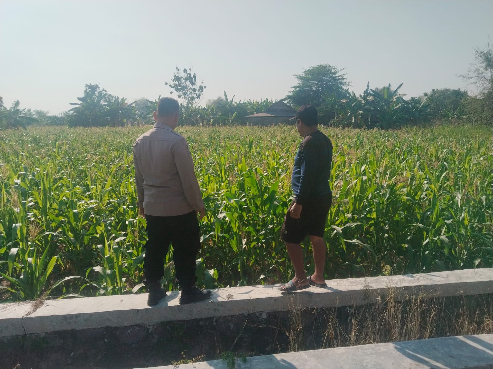 Polsek Benjeng Cek Tanaman Jagung di Desa Sirnoboyo, Dukung Ketahanan Pangan