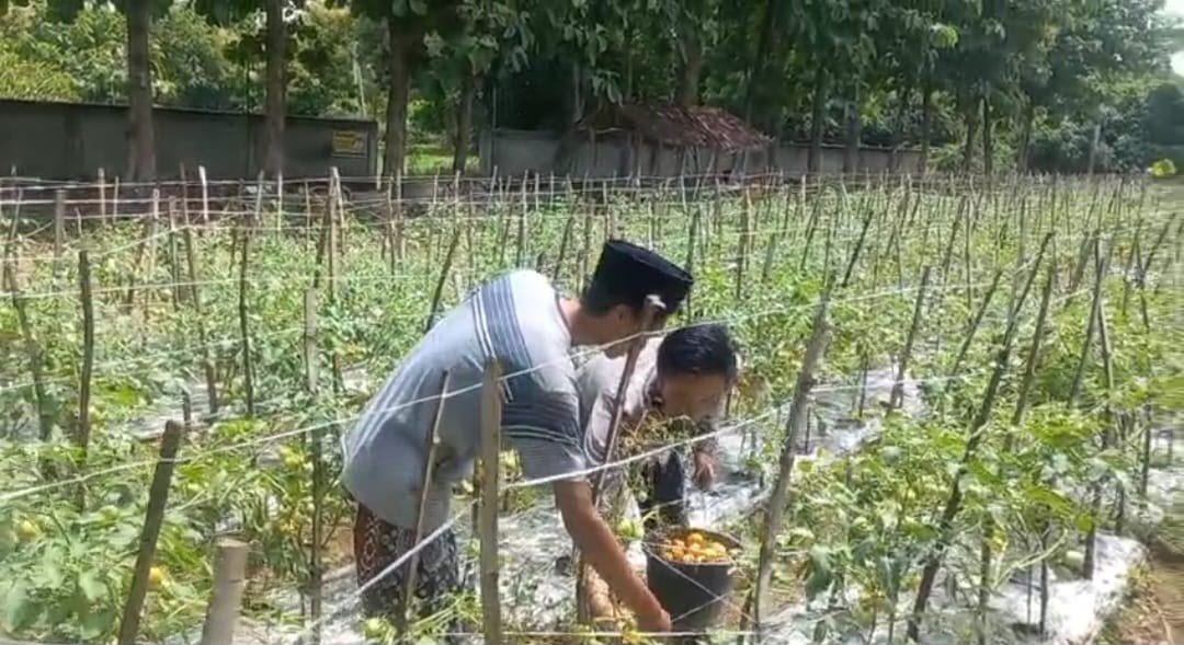 Polsek Ujungpangkah Cek Tanaman Tomat di Desa Banyuurip, Dukung Ketahanan Pangan