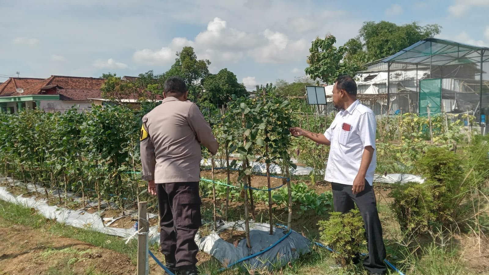Polsek Cerme Cek Tanaman Kacang Panjang, Dukung Program Ketahanan Pangan
