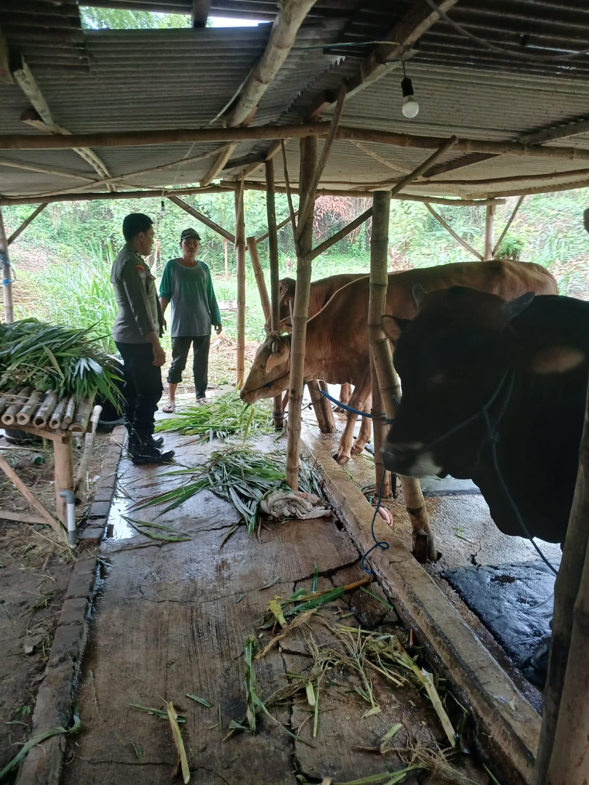 Polsek Kedamean Cek Peternakan Sapi di Mojowuku, Dukung Ketahanan Pangan dan Swasembada Pangan