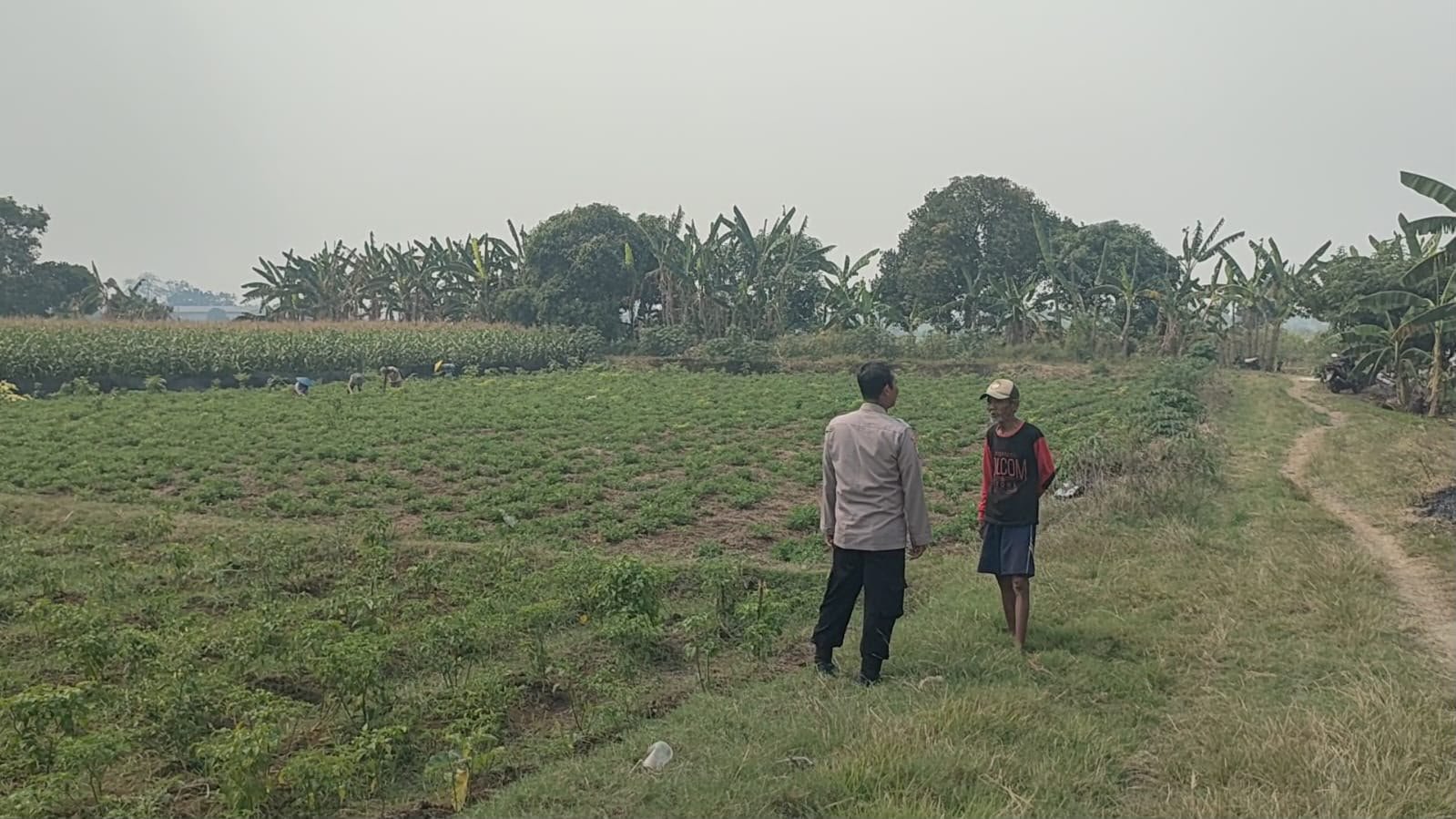 Polsek Sidayu Cek Tanaman Cabai di Desa Wadeng, Dukung Ketahanan Pangan