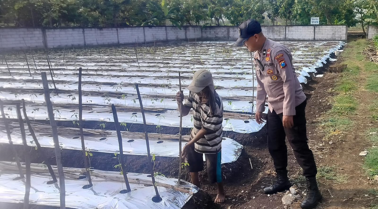 Tanaman Lombok di Bringkang Dipantau Polsek Menganti, Dorong Produktivitas Pertanian