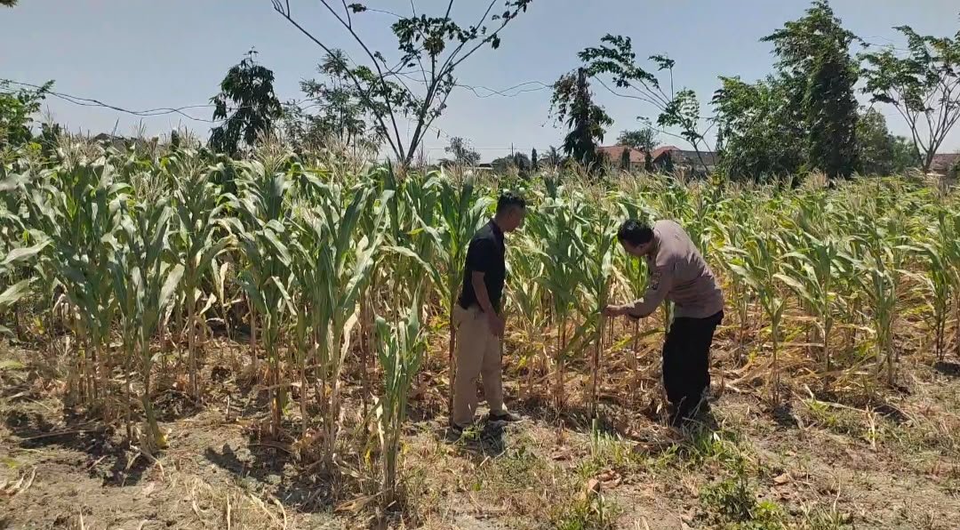 Dari Lahan Pertanian, Polsek Balongpanggang Dorong Terwujudnya Swasembada Pangan