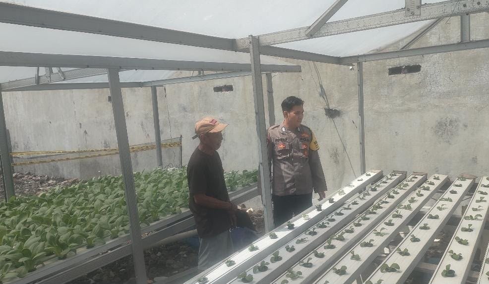 Polsek Driyorejo Cek Tanaman Sawi di Krikilan, Dukung Ketahanan Pangan