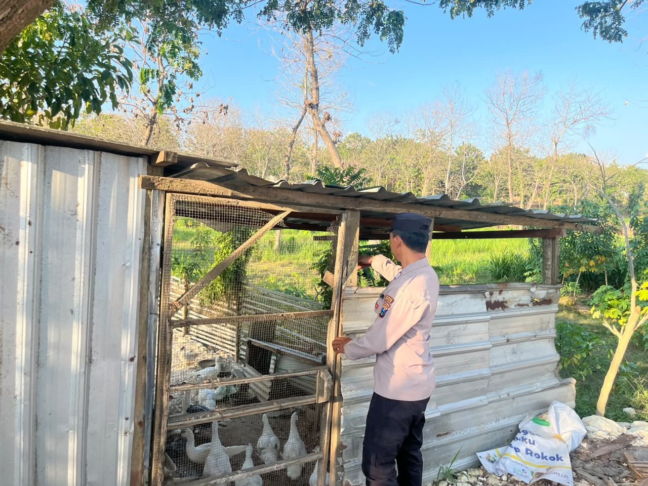 Jaga Ketahanan Pangan, Polsek Panceng Monitoring Peternakan Bebek Mentok