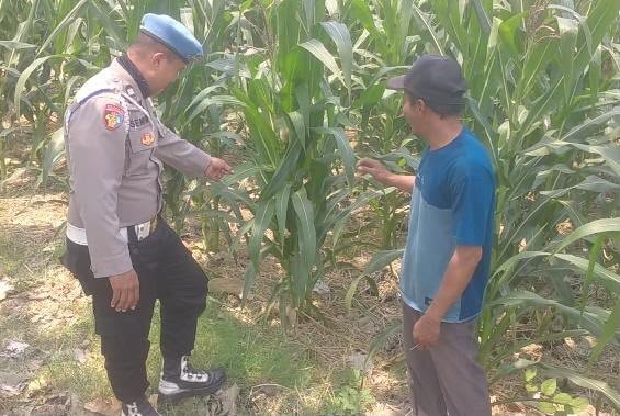 Dukung Swasembada Pangan, Polsek Balongpanggang Pantau Pertumbuhan Jagung di Desa Dapet