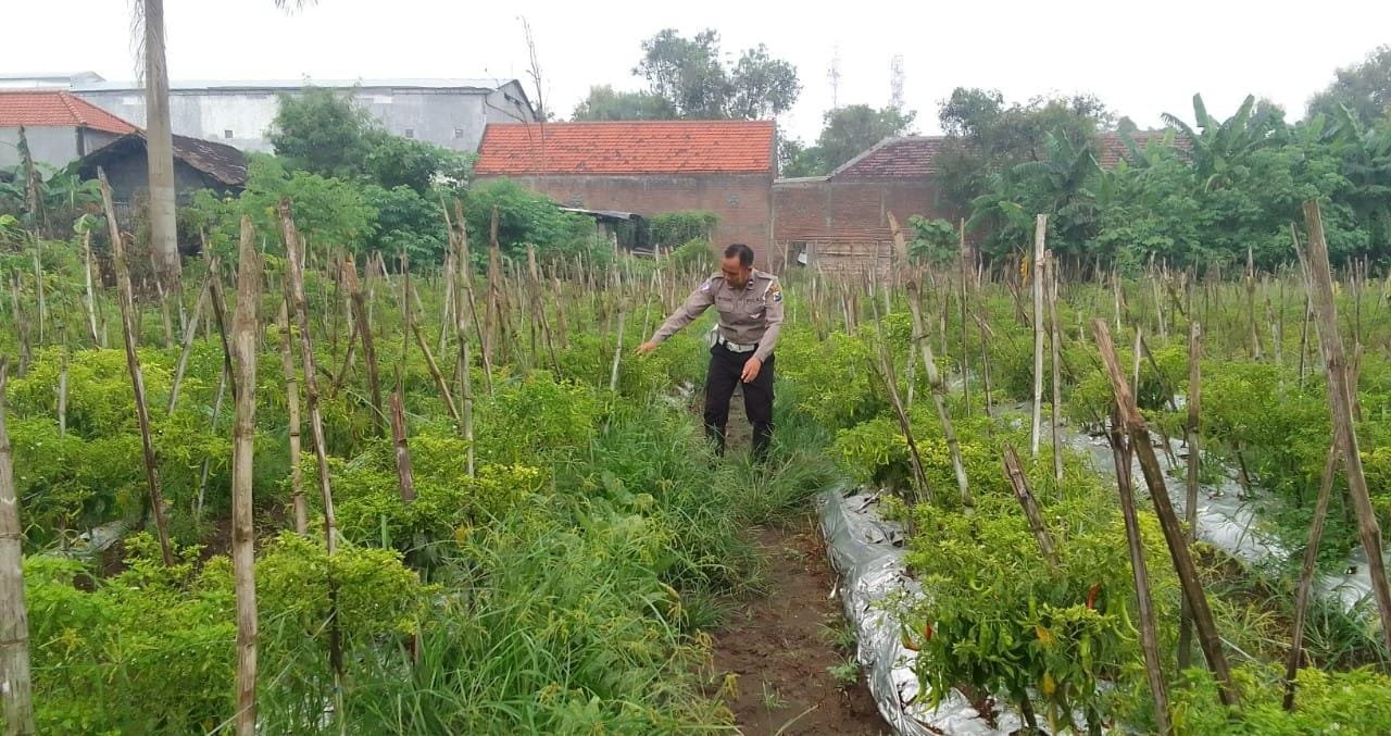 Polsek Menganti Cek Tanaman Cabai di Desa Bringkang, Dukung Ketahanan Pangan Nasional