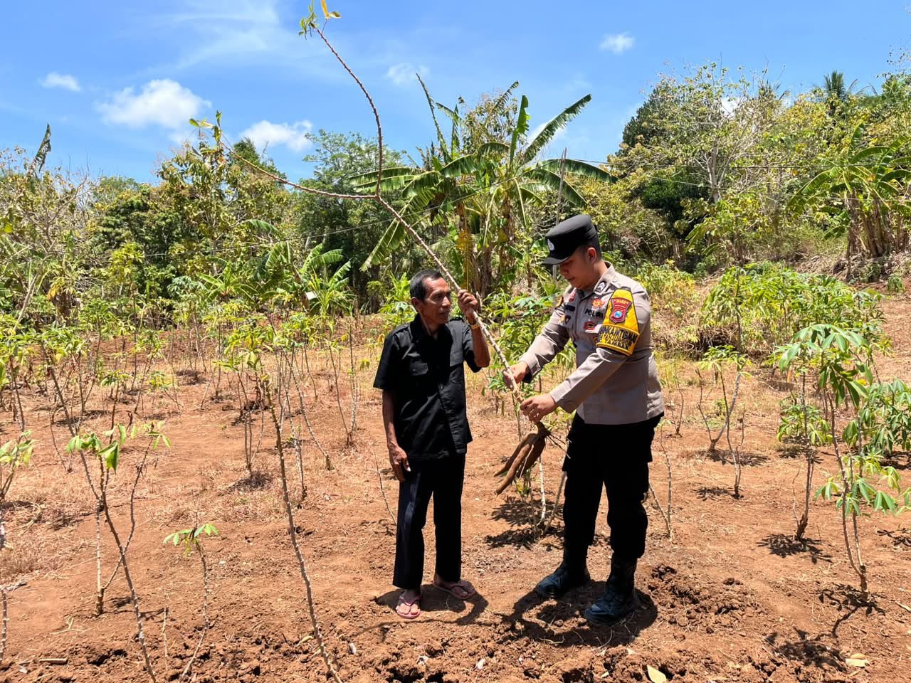 Perkuat Ketahanan Pangan dari Tingkat Desa, Polsek Tambak Cek Tanaman Ubi Kayu di Tanjungori