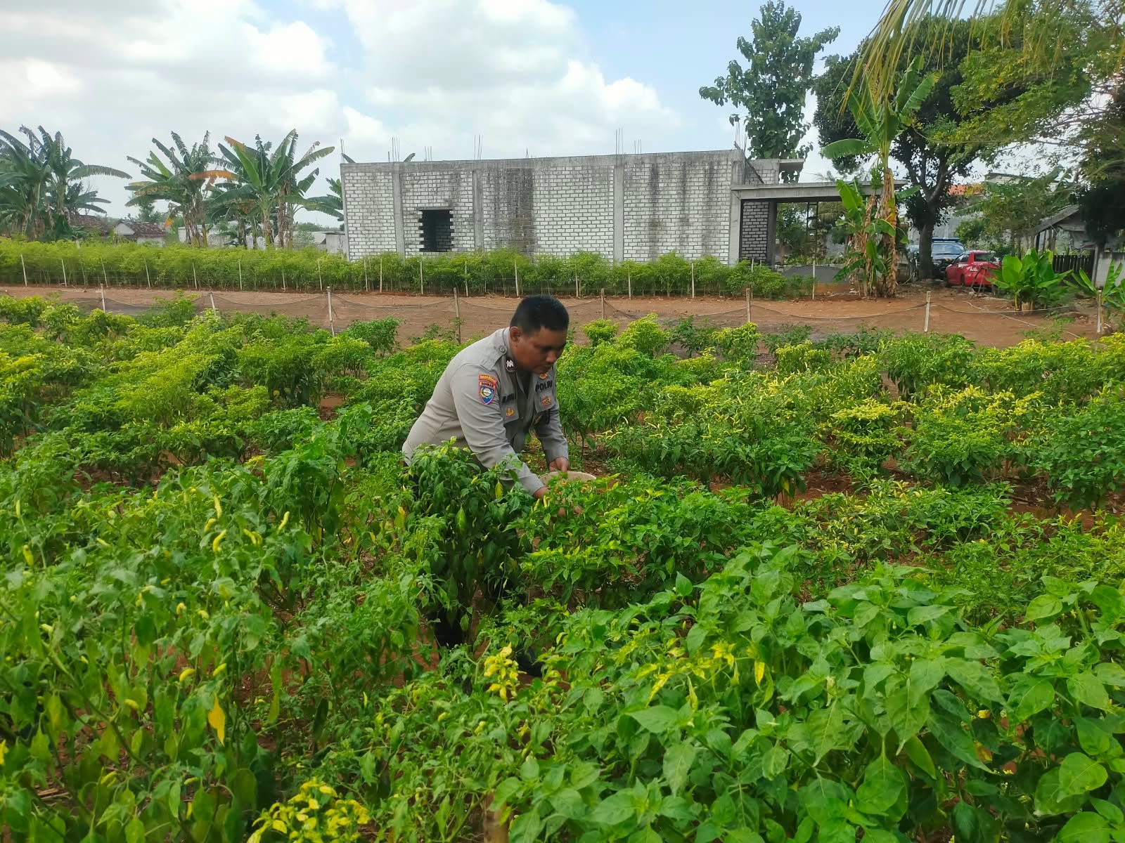 Sinergi Polri dan Petani, Polsek Dukun Kawal Perkembangan Tanaman Cabai di Desa Mentaras
