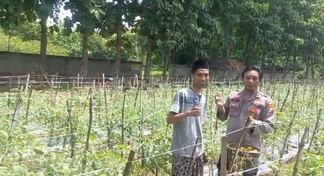 Kawal Ketahanan Pangan, Kapolsek Ujungpangkah Turun Langsung Cek Kebun Tomat di Gresik