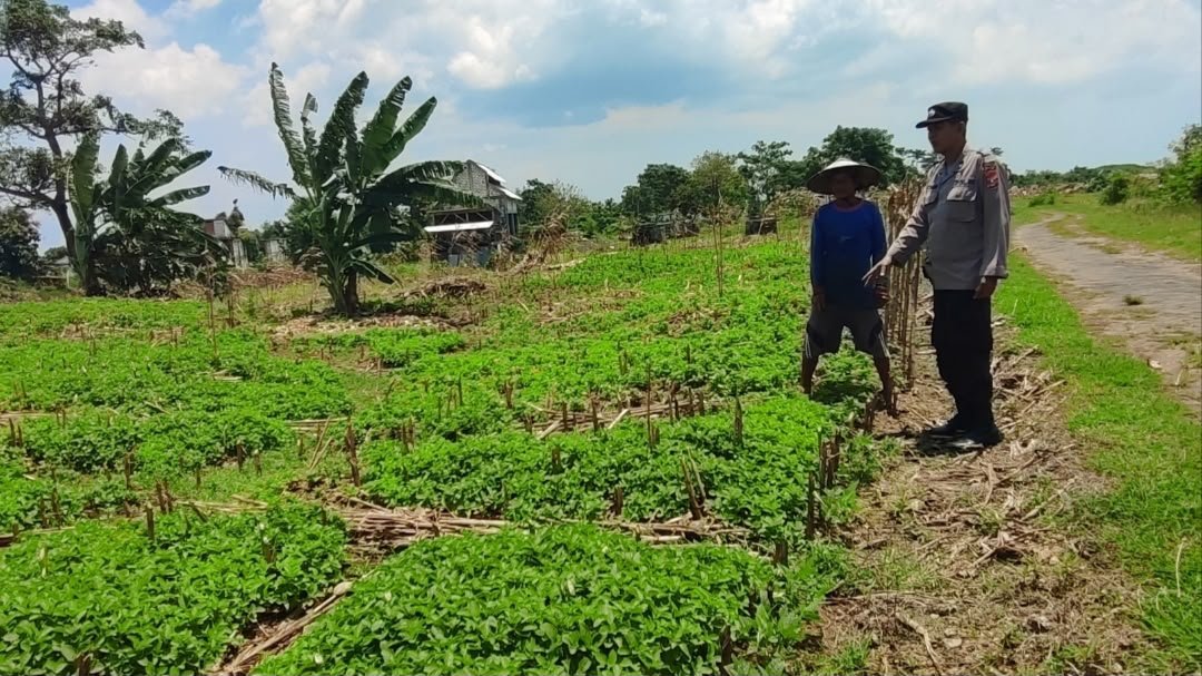 Sinergi dengan Masyarakat, Polsek Bungah Dukung Pengembangan Pertanian Kacang Hijau
