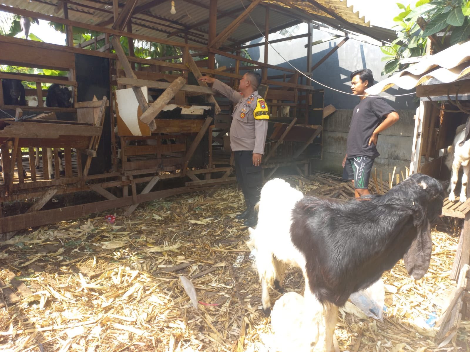 Dukung Swasembada Pangan, Polsek Cerme Pantau Peternakan Kambing di Desa Banjarsari