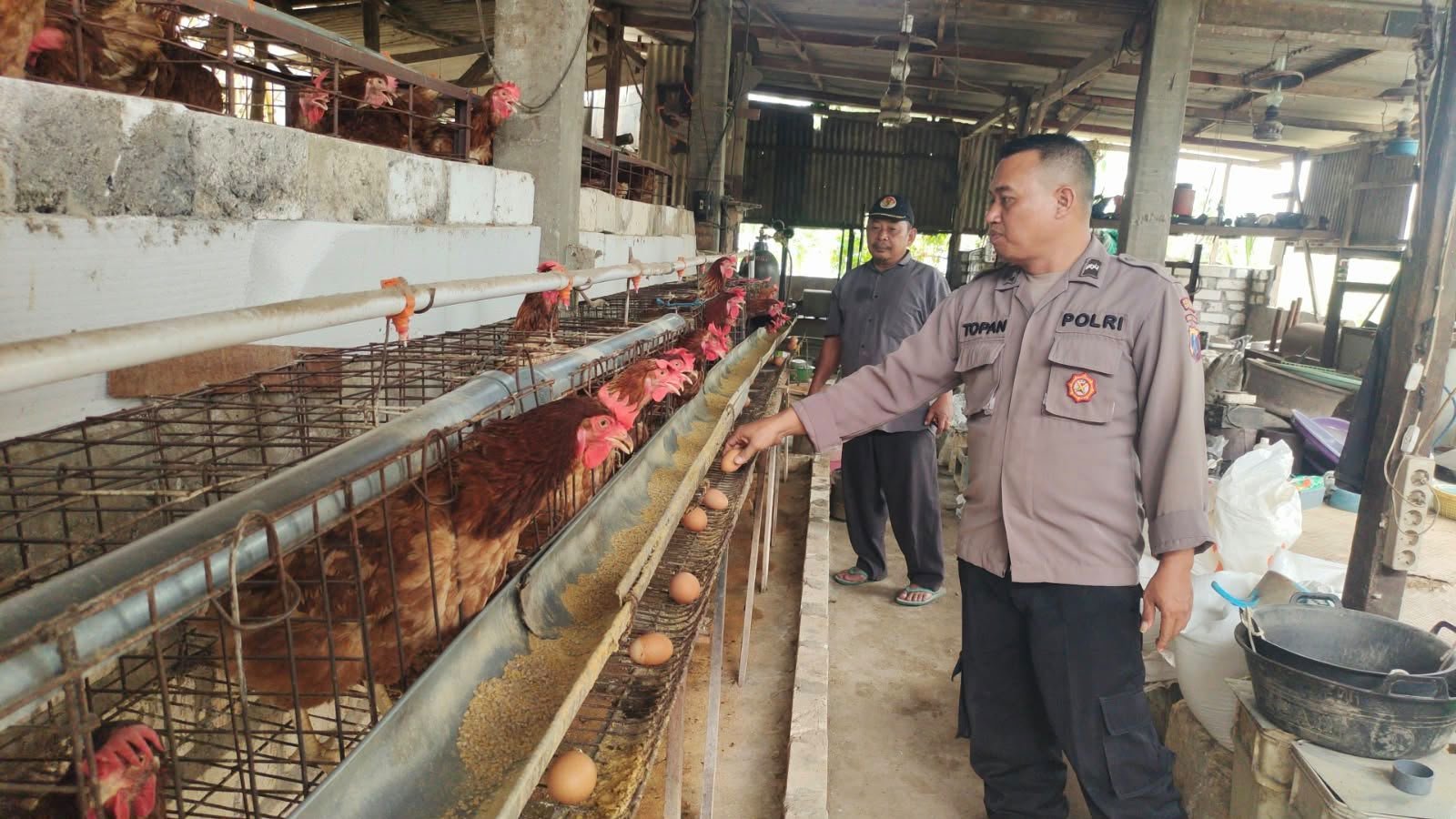 Pastikan Pasokan Telur Tetap Stabil, Polres Gresik Turun Langsung ke Peternakan
