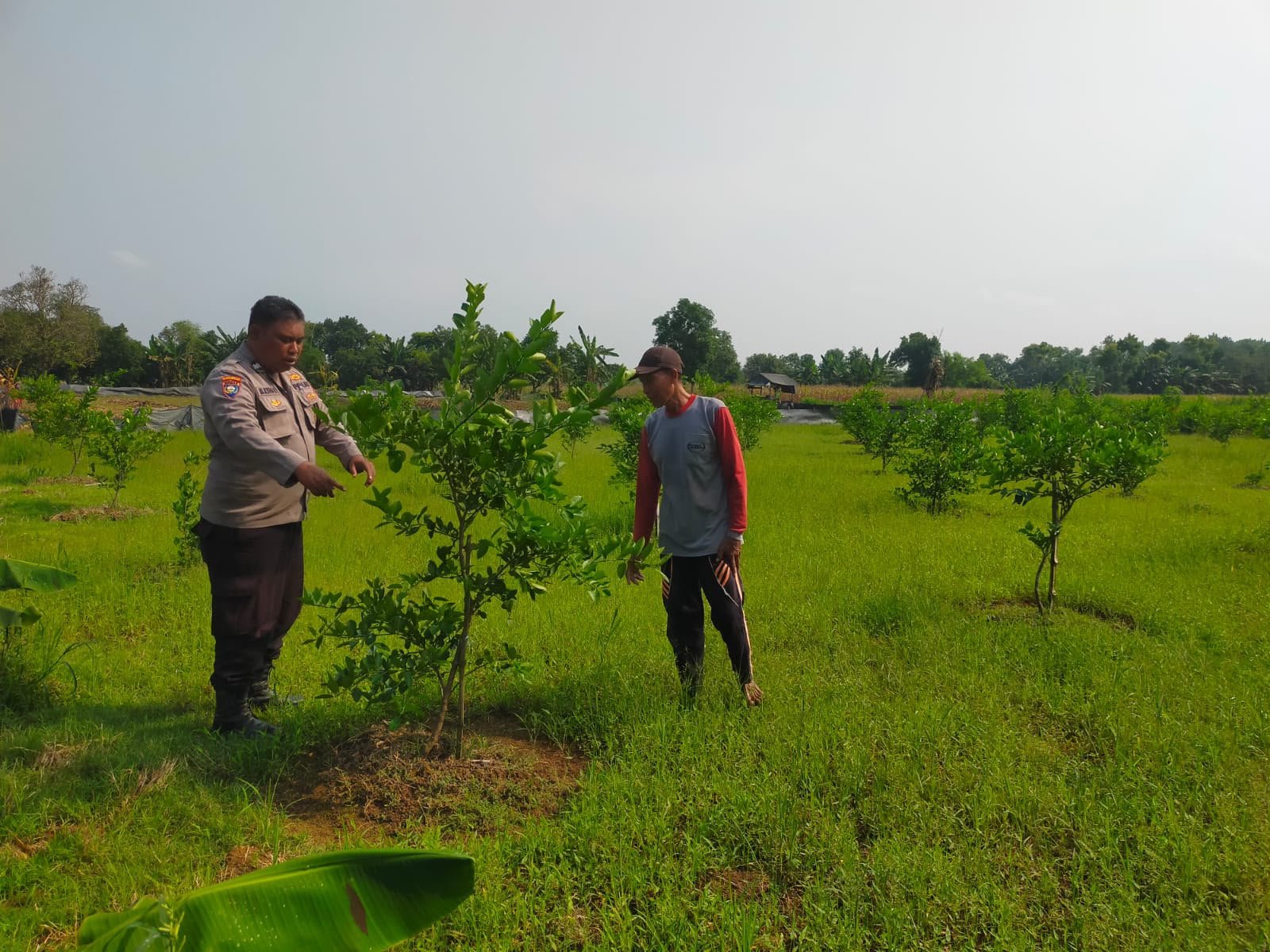 Kebun Jeruk Jadi Perhatian, Polsek Balongpanggang Turun Lapangan Kawal Program Ketahanan Pangan